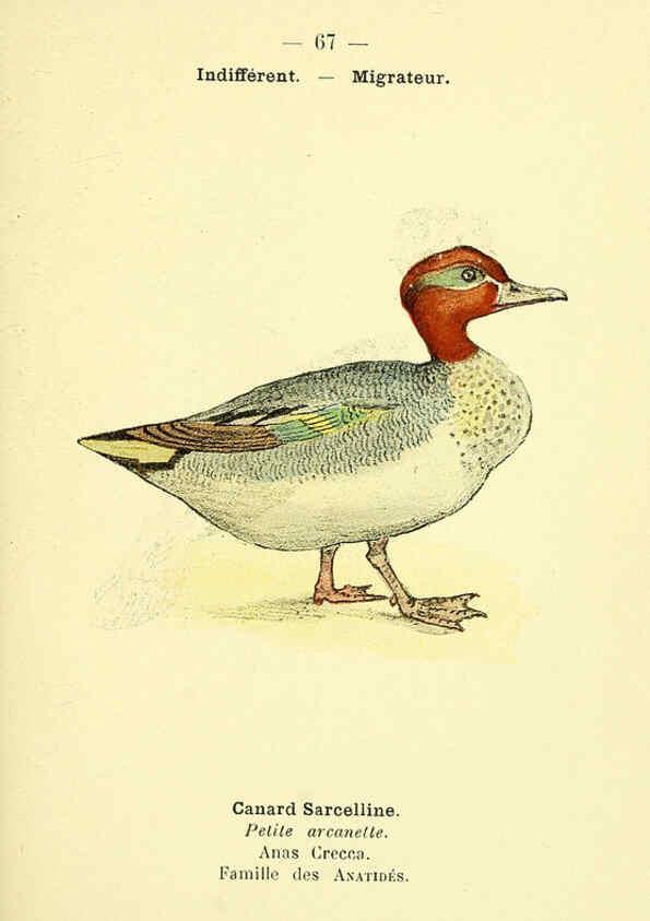 Reproducción/Reproduction 6388901059: Atlas de poche des oiseaux de France, Suisse, et Belgique, utiles ou nuisibles. ser.1 Paris :Librairie des sciences naturelles P. Klincksieck,1898- 