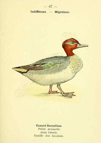 Reproducción/Reproduction 6388901059: Atlas de poche des oiseaux de France, Suisse, et Belgique, utiles ou nuisibles. ser.1 Paris :Librairie des sciences naturelles P. Klincksieck,1898- 
