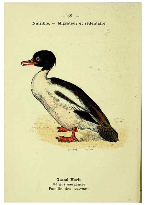 Reproducción/Reproduction 6388901383: Atlas de poche des oiseaux de France, Suisse, et Belgique, utiles ou nuisibles. ser.1 Paris :Librairie des sciences naturelles P. Klincksieck,1898- 