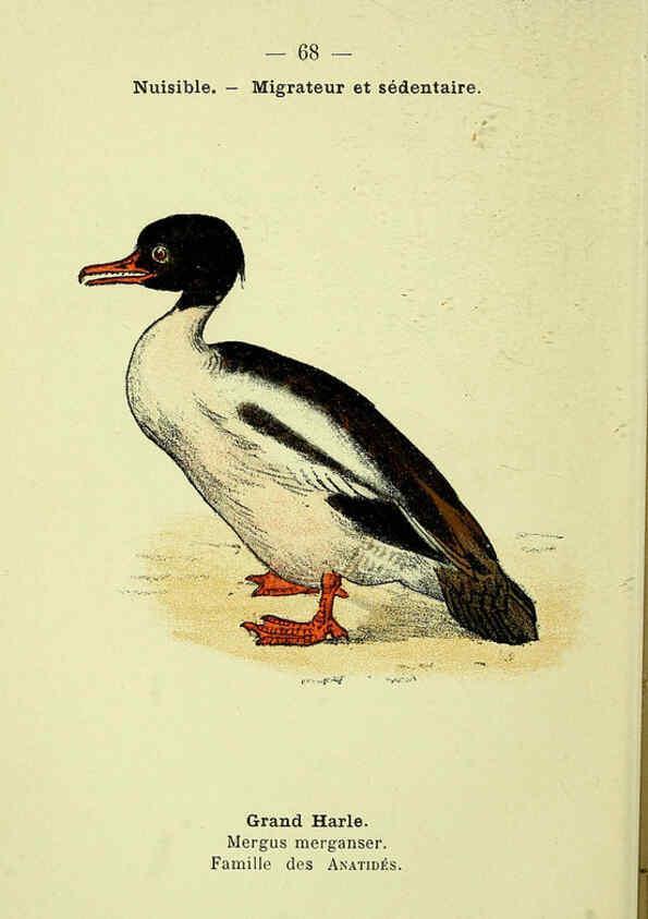 Reproducción/Reproduction 6388901383: Atlas de poche des oiseaux de France, Suisse, et Belgique, utiles ou nuisibles. ser.1 Paris :Librairie des sciences naturelles P. Klincksieck,1898- 
