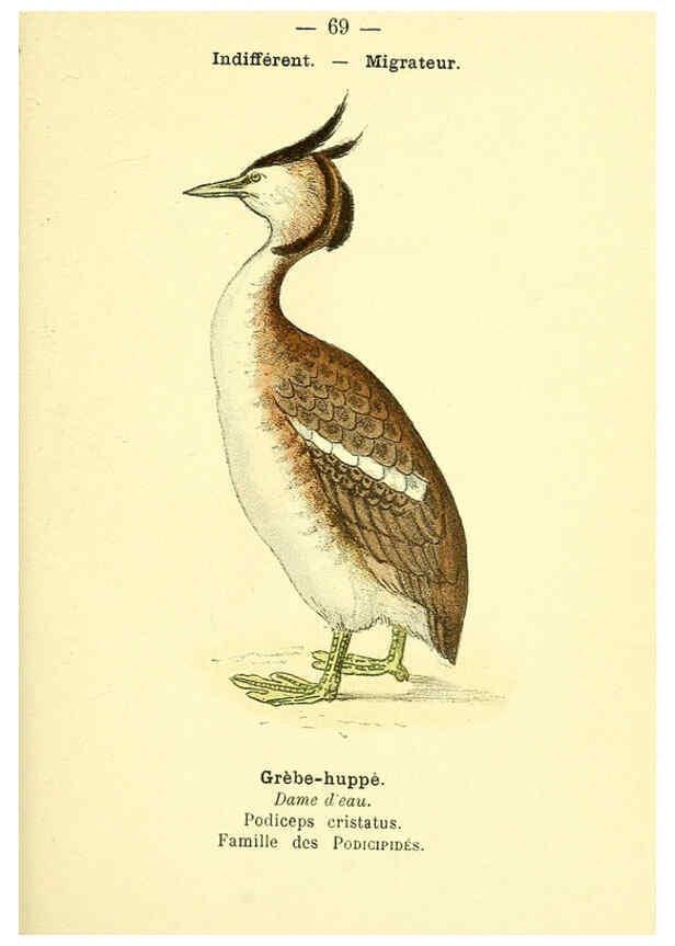 Reproducción/Reproduction 6388901809: Atlas de poche des oiseaux de France, Suisse, et Belgique, utiles ou nuisibles. ser.1 Paris :Librairie des sciences naturelles P. Klincksieck,1898- 