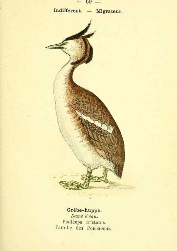 Reproducción/Reproduction 6388901809: Atlas de poche des oiseaux de France, Suisse, et Belgique, utiles ou nuisibles. ser.1 Paris :Librairie des sciences naturelles P. Klincksieck,1898- 