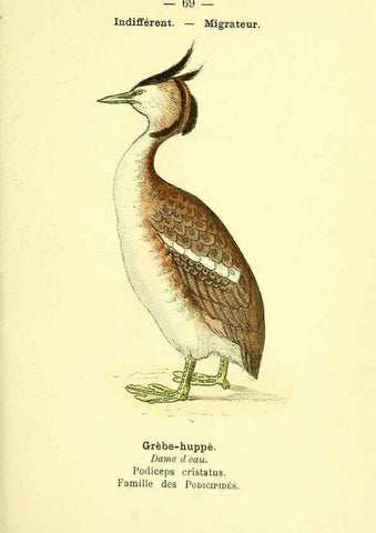 Reproducción/Reproduction 6388901809: Atlas de poche des oiseaux de France, Suisse, et Belgique, utiles ou nuisibles. ser.1 Paris :Librairie des sciences naturelles P. Klincksieck,1898- 