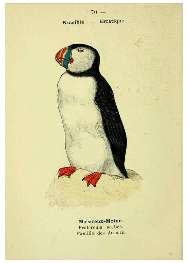 Reproducción/Reproduction 6388902531: Atlas de poche des oiseaux de France, Suisse, et Belgique, utiles ou nuisibles. ser.1 Paris :Librairie des sciences naturelles P. Klincksieck,1898- 