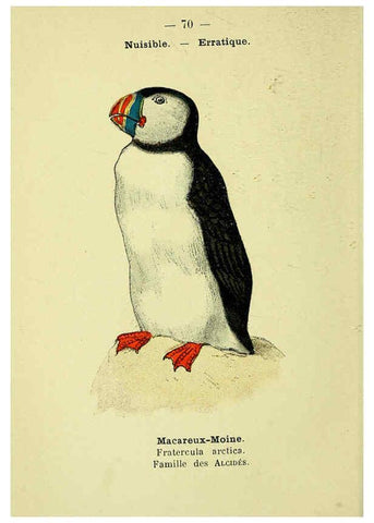 Reproducción/Reproduction 6388902531: Atlas de poche des oiseaux de France, Suisse, et Belgique, utiles ou nuisibles. ser.1 Paris :Librairie des sciences naturelles P. Klincksieck,1898- 