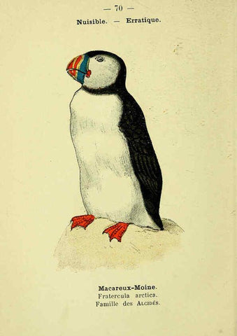 Reproducción/Reproduction 6388902531: Atlas de poche des oiseaux de France, Suisse, et Belgique, utiles ou nuisibles. ser.1 Paris :Librairie des sciences naturelles P. Klincksieck,1898- 