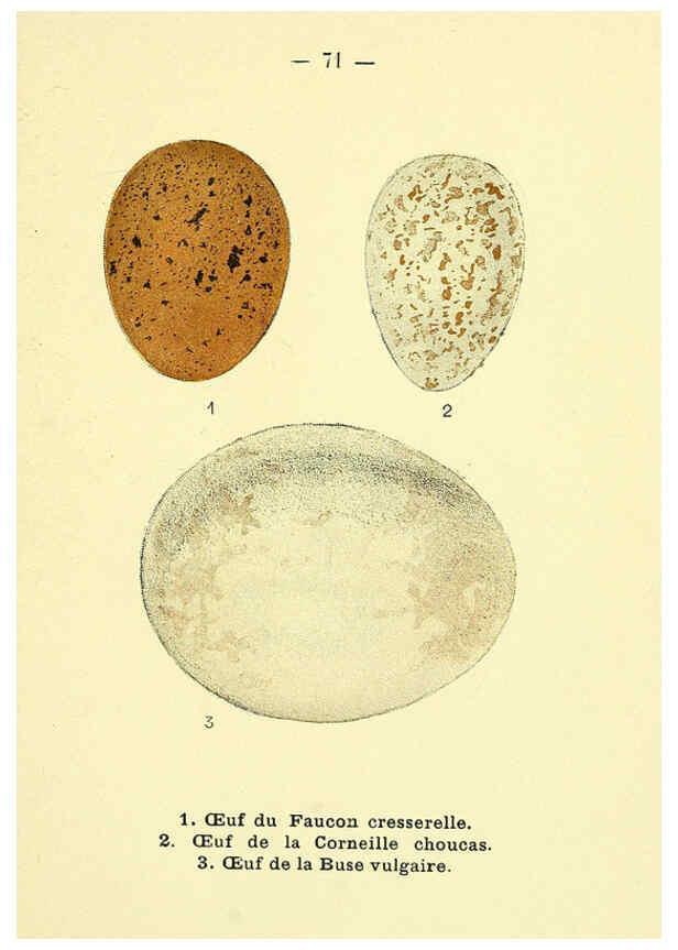 Reproducción/Reproduction 6388902995: Atlas de poche des oiseaux de France, Suisse, et Belgique, utiles ou nuisibles. ser.1 Paris :Librairie des sciences naturelles P. Klincksieck,1898- 