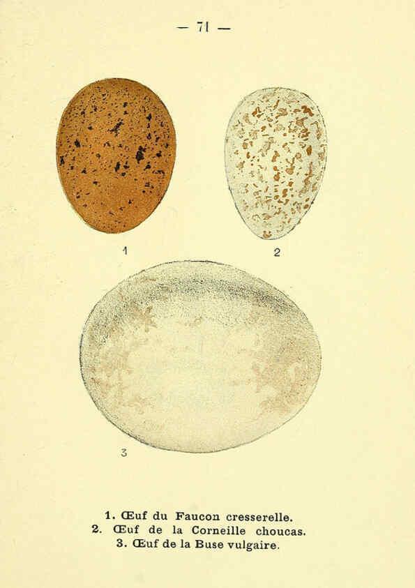 Reproducción/Reproduction 6388902995: Atlas de poche des oiseaux de France, Suisse, et Belgique, utiles ou nuisibles. ser.1 Paris :Librairie des sciences naturelles P. Klincksieck,1898- 
