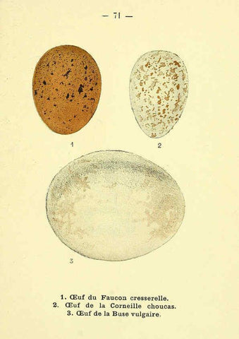 Reproducción/Reproduction 6388902995: Atlas de poche des oiseaux de France, Suisse, et Belgique, utiles ou nuisibles. ser.1 Paris :Librairie des sciences naturelles P. Klincksieck,1898- 