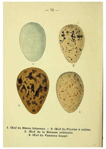 Reproducción/Reproduction 6388903485: Atlas de poche des oiseaux de France, Suisse, et Belgique, utiles ou nuisibles. ser.1 Paris :Librairie des sciences naturelles P. Klincksieck,1898- 