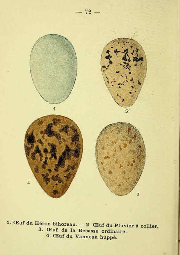 Reproducción/Reproduction 6388903485: Atlas de poche des oiseaux de France, Suisse, et Belgique, utiles ou nuisibles. ser.1 Paris :Librairie des sciences naturelles P. Klincksieck,1898- 