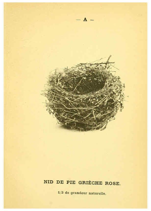 Reproducción/Reproduction 6388903937: Atlas de poche des oiseaux de France, Suisse, et Belgique, utiles ou nuisibles. ser.1 Paris :Librairie des sciences naturelles P. Klincksieck,1898- 