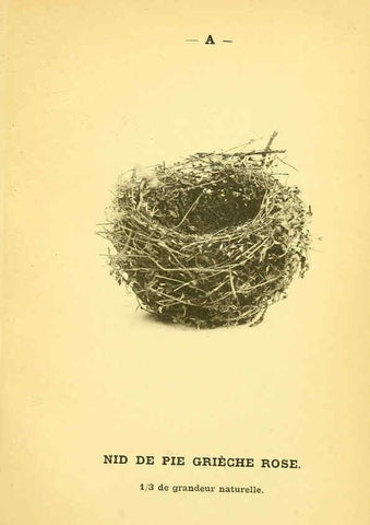 Reproducción/Reproduction 6388903937: Atlas de poche des oiseaux de France, Suisse, et Belgique, utiles ou nuisibles. ser.1 Paris :Librairie des sciences naturelles P. Klincksieck,1898- 