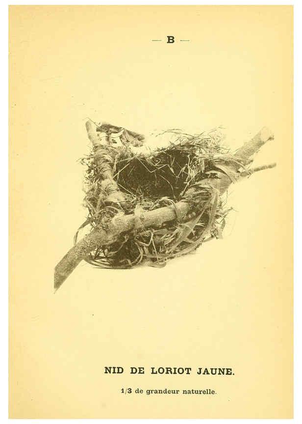 Reproducción/Reproduction 6388904303: Atlas de poche des oiseaux de France, Suisse, et Belgique, utiles ou nuisibles. ser.1 Paris :Librairie des sciences naturelles P. Klincksieck,1898- 