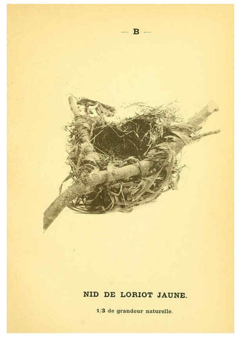 Reproducción/Reproduction 6388904303: Atlas de poche des oiseaux de France, Suisse, et Belgique, utiles ou nuisibles. ser.1 Paris :Librairie des sciences naturelles P. Klincksieck,1898- 