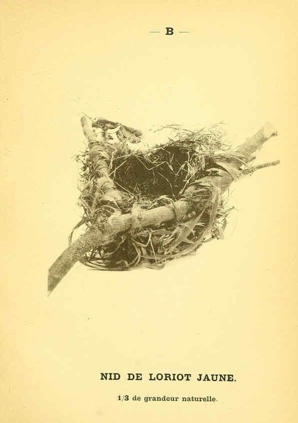 Reproducción/Reproduction 6388904303: Atlas de poche des oiseaux de France, Suisse, et Belgique, utiles ou nuisibles. ser.1 Paris :Librairie des sciences naturelles P. Klincksieck,1898- 