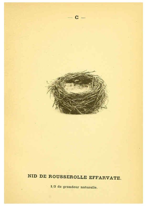 Reproducción/Reproduction 6388904657: Atlas de poche des oiseaux de France, Suisse, et Belgique, utiles ou nuisibles. ser.1 Paris :Librairie des sciences naturelles P. Klincksieck,1898- 