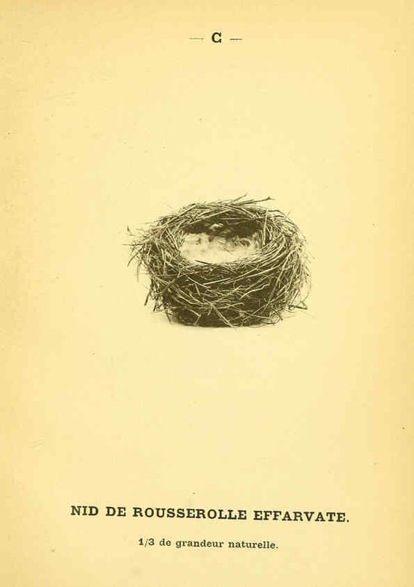 Reproducción/Reproduction 6388904657: Atlas de poche des oiseaux de France, Suisse, et Belgique, utiles ou nuisibles. ser.1 Paris :Librairie des sciences naturelles P. Klincksieck,1898- 