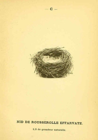 Reproducción/Reproduction 6388904657: Atlas de poche des oiseaux de France, Suisse, et Belgique, utiles ou nuisibles. ser.1 Paris :Librairie des sciences naturelles P. Klincksieck,1898- 