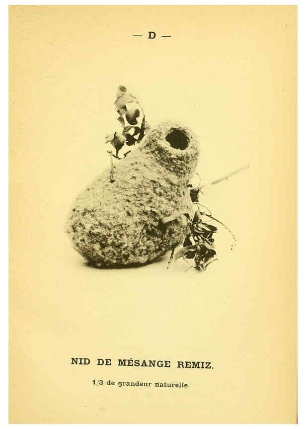 Reproducción/Reproduction 6388905161: Atlas de poche des oiseaux de France, Suisse, et Belgique, utiles ou nuisibles. ser.1 Paris :Librairie des sciences naturelles P. Klincksieck,1898- 