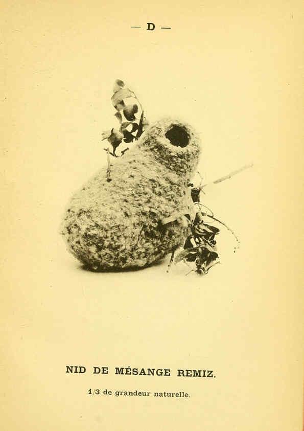 Reproducción/Reproduction 6388905161: Atlas de poche des oiseaux de France, Suisse, et Belgique, utiles ou nuisibles. ser.1 Paris :Librairie des sciences naturelles P. Klincksieck,1898- 
