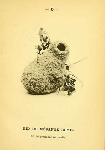 Reproducción/Reproduction 6388905161: Atlas de poche des oiseaux de France, Suisse, et Belgique, utiles ou nuisibles. ser.1 Paris :Librairie des sciences naturelles P. Klincksieck,1898- 