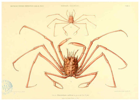 Reproducción/Reproduction 6388987243: Wissenschaftliche Ergebnisse der Deutschen Tiefsee-Expedition auf dem Dampfer ""Valdivia"" 1898-1899. bd.6. Atlas Jena,G. Fischer,1902-40