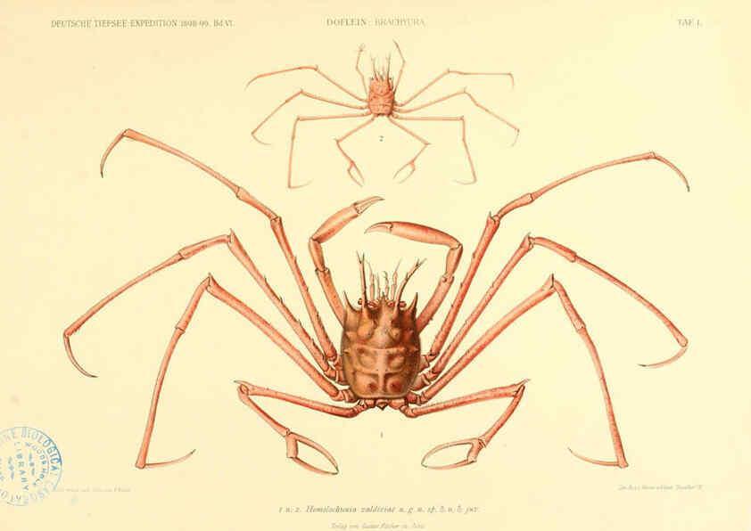 Reproducción/Reproduction 6388987243: Wissenschaftliche Ergebnisse der Deutschen Tiefsee-Expedition auf dem Dampfer ""Valdivia"" 1898-1899. bd.6. Atlas Jena,G. Fischer,1902-40