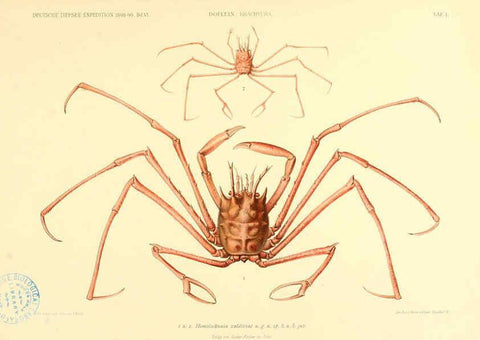 Reproducción/Reproduction 6388987243: Wissenschaftliche Ergebnisse der Deutschen Tiefsee-Expedition auf dem Dampfer ""Valdivia"" 1898-1899. bd.6. Atlas Jena,G. Fischer,1902-40
