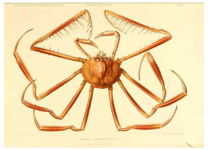Reproducción/Reproduction 6388987923: Wissenschaftliche Ergebnisse der Deutschen Tiefsee-Expedition auf dem Dampfer ""Valdivia"" 1898-1899. bd.6. Atlas Jena,G. Fischer,1902-40
