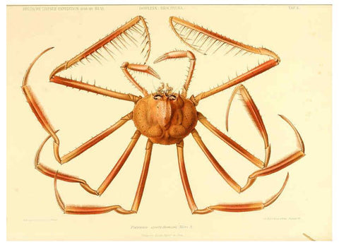 Reproducción/Reproduction 6388987923: Wissenschaftliche Ergebnisse der Deutschen Tiefsee-Expedition auf dem Dampfer ""Valdivia"" 1898-1899. bd.6. Atlas Jena,G. Fischer,1902-40