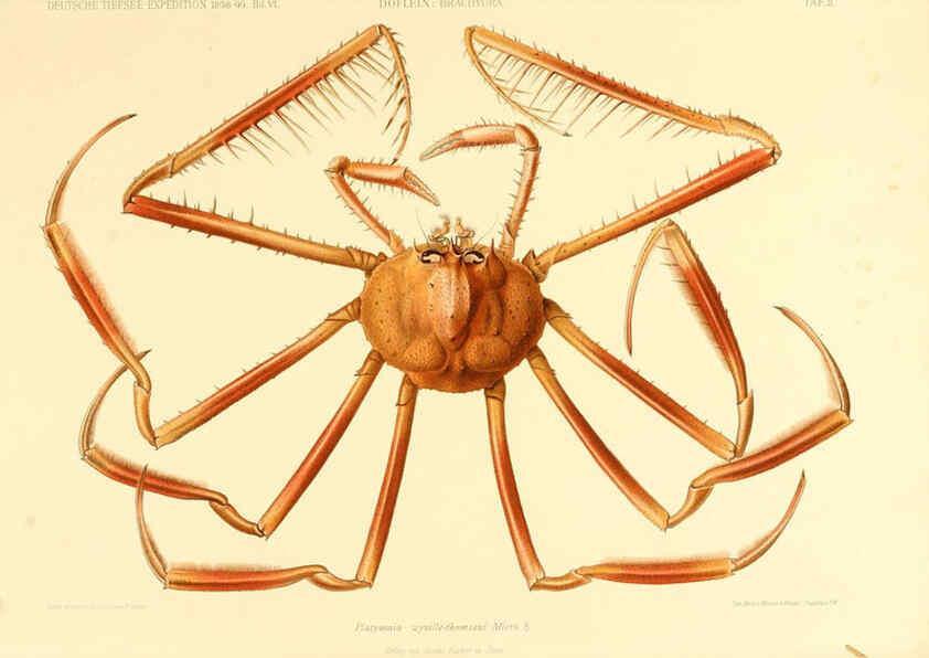 Reproducción/Reproduction 6388987923: Wissenschaftliche Ergebnisse der Deutschen Tiefsee-Expedition auf dem Dampfer ""Valdivia"" 1898-1899. bd.6. Atlas Jena,G. Fischer,1902-40