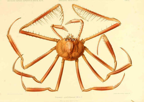 Reproducción/Reproduction 6388987923: Wissenschaftliche Ergebnisse der Deutschen Tiefsee-Expedition auf dem Dampfer ""Valdivia"" 1898-1899. bd.6. Atlas Jena,G. Fischer,1902-40