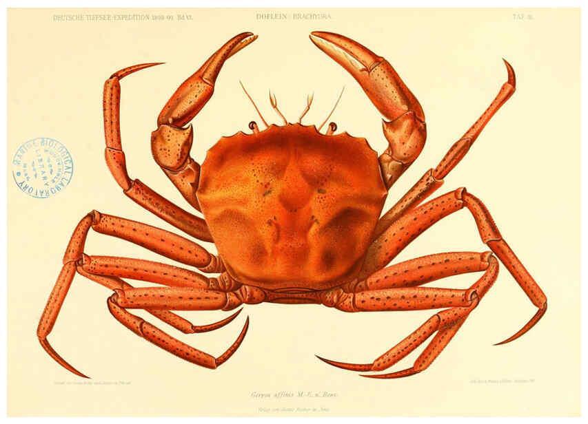 Reproducción/Reproduction 6388988251: Wissenschaftliche Ergebnisse der Deutschen Tiefsee-Expedition auf dem Dampfer ""Valdivia"" 1898-1899. bd.6. Atlas Jena,G. Fischer,1902-40