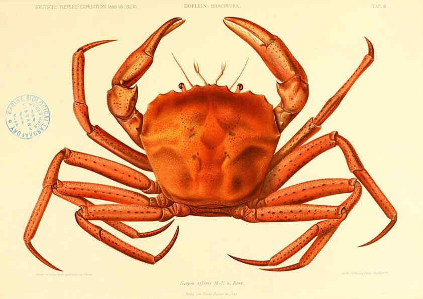 Reproducción/Reproduction 6388988251: Wissenschaftliche Ergebnisse der Deutschen Tiefsee-Expedition auf dem Dampfer ""Valdivia"" 1898-1899. bd.6. Atlas Jena,G. Fischer,1902-40