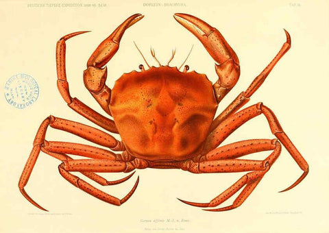 Reproducción/Reproduction 6388988251: Wissenschaftliche Ergebnisse der Deutschen Tiefsee-Expedition auf dem Dampfer ""Valdivia"" 1898-1899. bd.6. Atlas Jena,G. Fischer,1902-40