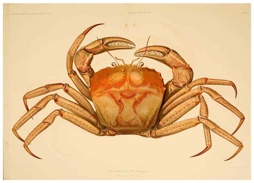 Reproducción/Reproduction 6388988539: Wissenschaftliche Ergebnisse der Deutschen Tiefsee-Expedition auf dem Dampfer ""Valdivia"" 1898-1899. bd.6. Atlas Jena,G. Fischer,1902-40