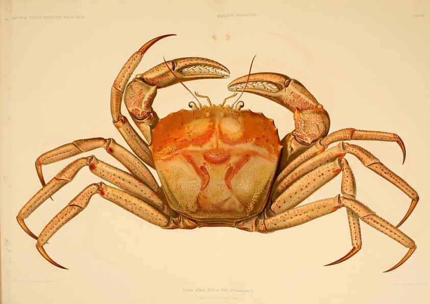 Reproducción/Reproduction 6388988539: Wissenschaftliche Ergebnisse der Deutschen Tiefsee-Expedition auf dem Dampfer ""Valdivia"" 1898-1899. bd.6. Atlas Jena,G. Fischer,1902-40