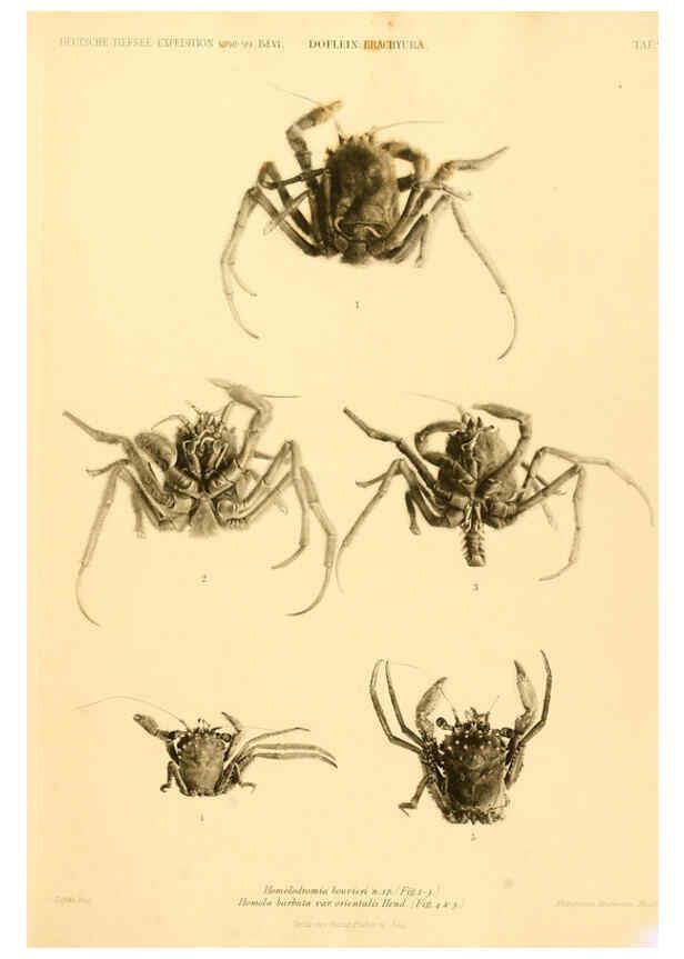 Reproducción/Reproduction 6388988995: Wissenschaftliche Ergebnisse der Deutschen Tiefsee-Expedition auf dem Dampfer ""Valdivia"" 1898-1899. bd.6. Atlas Jena,G. Fischer,1902-40