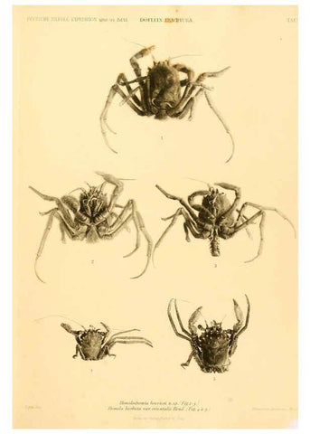 Reproducción/Reproduction 6388988995: Wissenschaftliche Ergebnisse der Deutschen Tiefsee-Expedition auf dem Dampfer ""Valdivia"" 1898-1899. bd.6. Atlas Jena,G. Fischer,1902-40