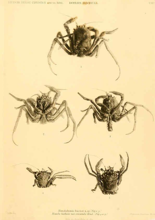 Reproducción/Reproduction 6388988995: Wissenschaftliche Ergebnisse der Deutschen Tiefsee-Expedition auf dem Dampfer ""Valdivia"" 1898-1899. bd.6. Atlas Jena,G. Fischer,1902-40