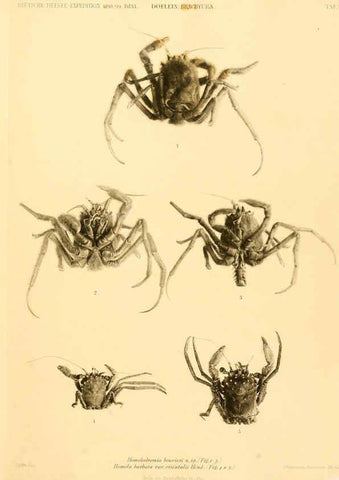 Reproducción/Reproduction 6388988995: Wissenschaftliche Ergebnisse der Deutschen Tiefsee-Expedition auf dem Dampfer ""Valdivia"" 1898-1899. bd.6. Atlas Jena,G. Fischer,1902-40