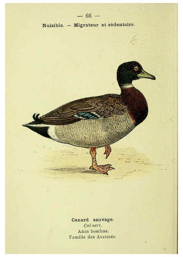 Reproducción/Reproduction 6388900625: Atlas de poche des oiseaux de France, Suisse, et Belgique, utiles ou nuisibles. ser.1 Paris :Librairie des sciences naturelles P. Klincksieck,1898- 