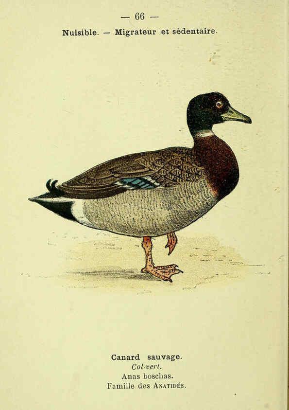Reproducción/Reproduction 6388900625: Atlas de poche des oiseaux de France, Suisse, et Belgique, utiles ou nuisibles. ser.1 Paris :Librairie des sciences naturelles P. Klincksieck,1898- 