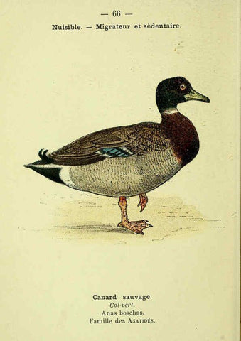 Reproducción/Reproduction 6388900625: Atlas de poche des oiseaux de France, Suisse, et Belgique, utiles ou nuisibles. ser.1 Paris :Librairie des sciences naturelles P. Klincksieck,1898- 