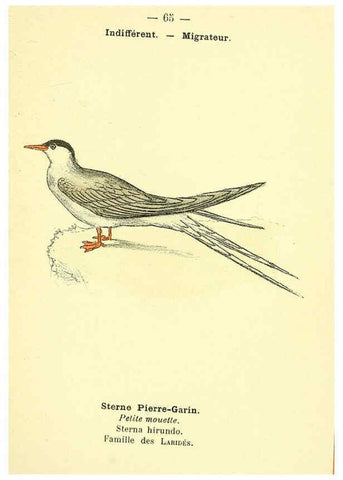 Reproducción/Reproduction 6388900201: Atlas de poche des oiseaux de France, Suisse, et Belgique, utiles ou nuisibles. ser.1 Paris :Librairie des sciences naturelles P. Klincksieck,1898- 