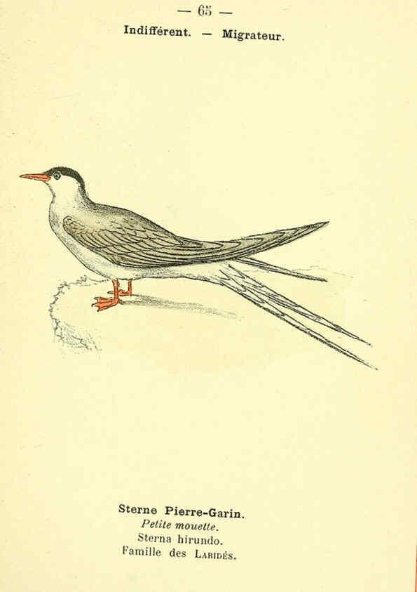 Reproducción/Reproduction 6388900201: Atlas de poche des oiseaux de France, Suisse, et Belgique, utiles ou nuisibles. ser.1 Paris :Librairie des sciences naturelles P. Klincksieck,1898- 