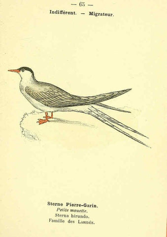 Reproducción/Reproduction 6388900201: Atlas de poche des oiseaux de France, Suisse, et Belgique, utiles ou nuisibles. ser.1 Paris :Librairie des sciences naturelles P. Klincksieck,1898- 