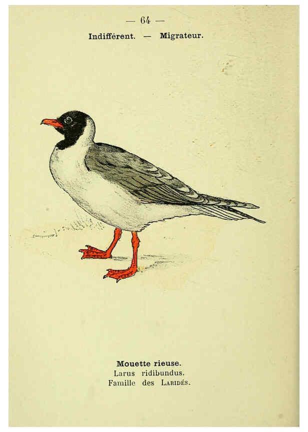 Reproducción/Reproduction 6388899875: Atlas de poche des oiseaux de France, Suisse, et Belgique, utiles ou nuisibles. ser.1 Paris :Librairie des sciences naturelles P. Klincksieck,1898- 