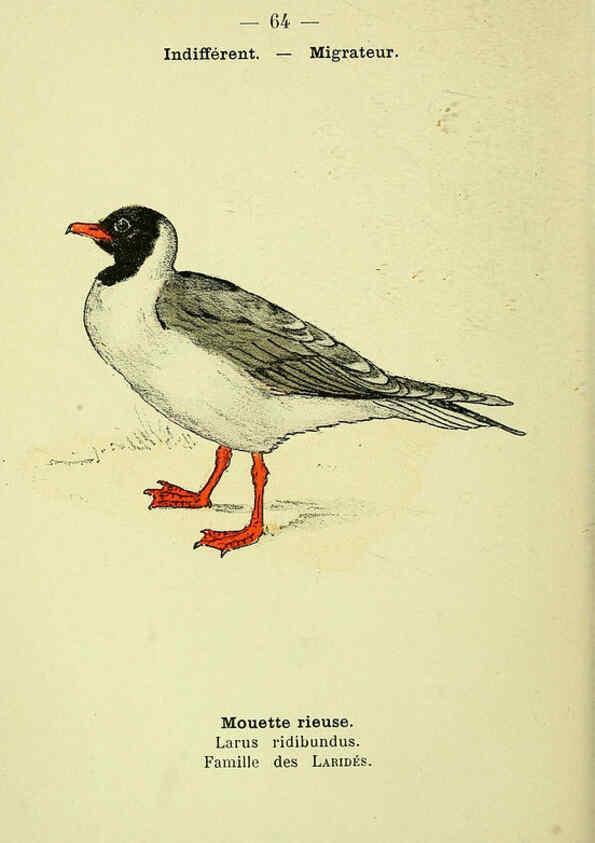 Reproducción/Reproduction 6388899875: Atlas de poche des oiseaux de France, Suisse, et Belgique, utiles ou nuisibles. ser.1 Paris :Librairie des sciences naturelles P. Klincksieck,1898- 